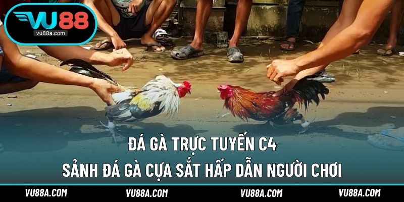 Đá Gà Trực Tuyến C4