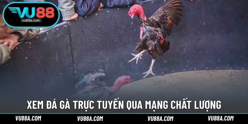 Xem đá gà trực tuyến qua mạng chất lượng