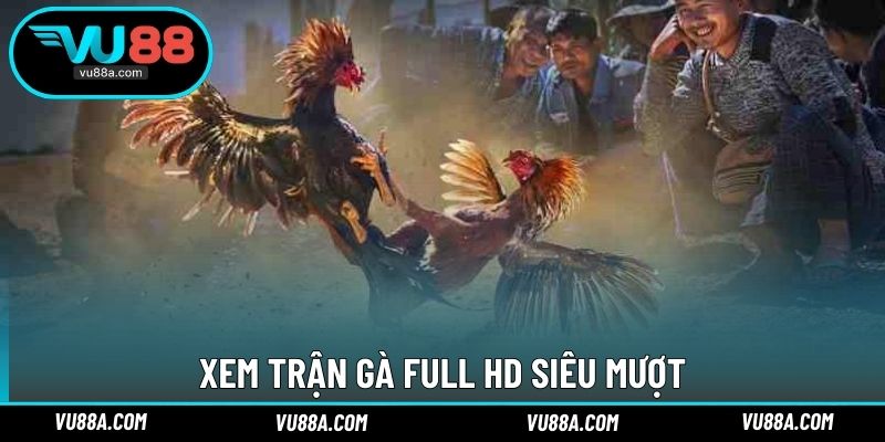 Xem trận gà Full HD siêu mượt
